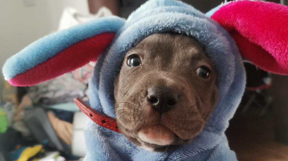 Adorable Puppy in Cozy Costume wallpaper