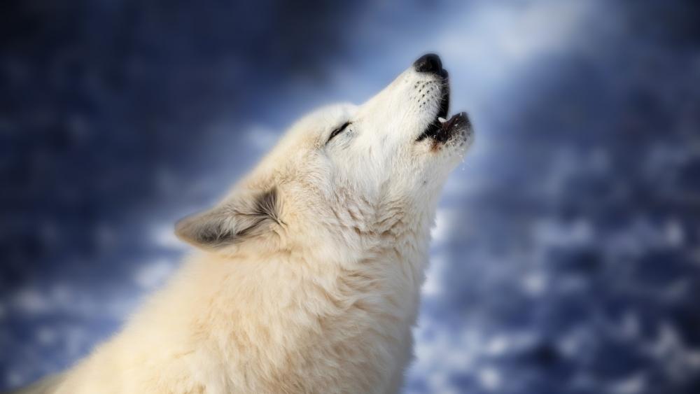 Wolf Howling in moonlight wallpaper
