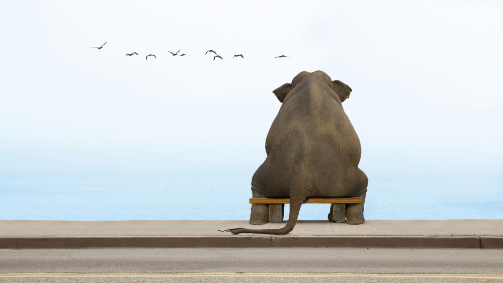 Elephant Sitting On The Bench wallpaper