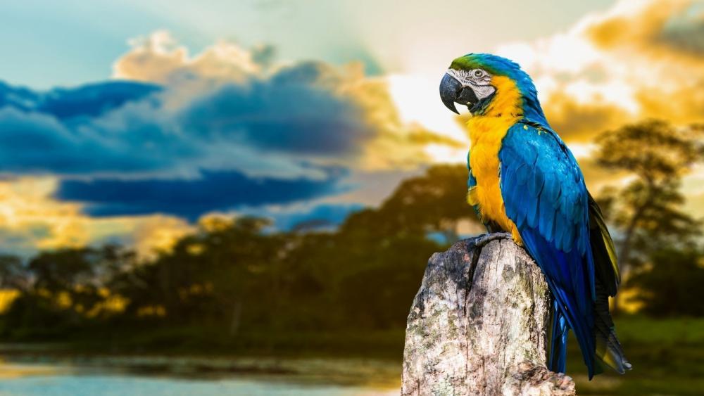 Blue-and-yellow macaw wallpaper