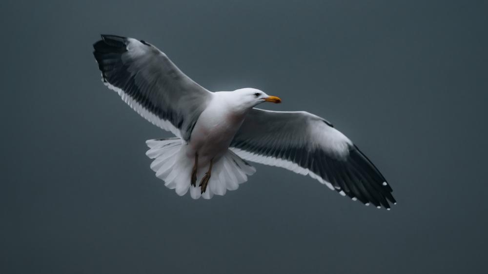 Seagull in flight wallpaper
