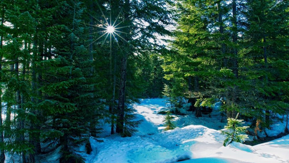 Winter Sunlight in Evergreen Forest wallpaper