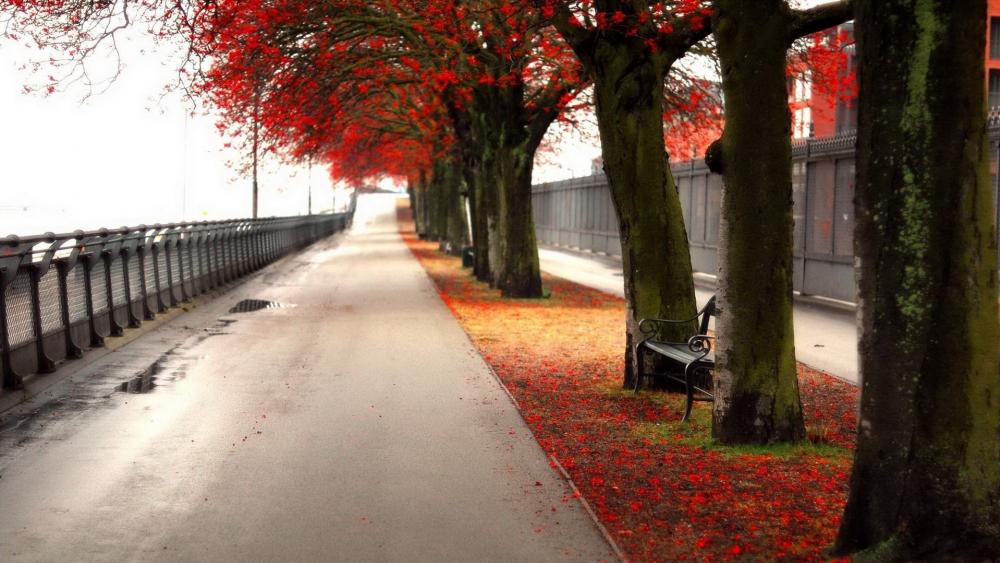 Autumn Walkway Under Scarlet Foliage wallpaper