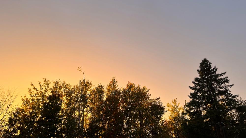 Serene Sunset Over Autumn Trees wallpaper