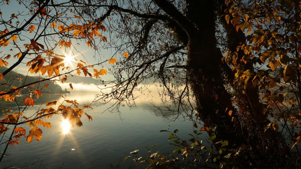 Autumn Morning by the Lake wallpaper