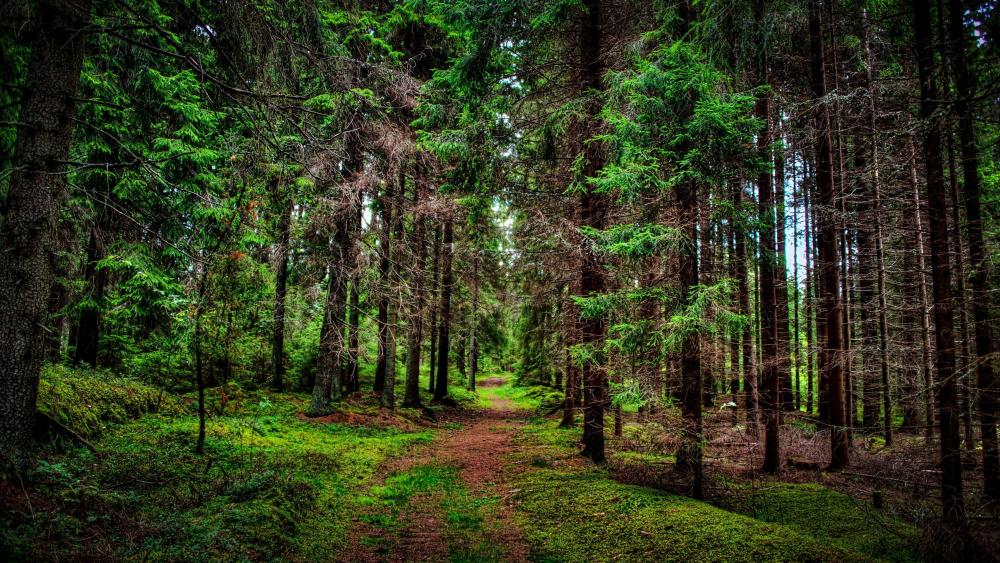 Enchanted Forest Trail Amidst Verdant Splendor wallpaper