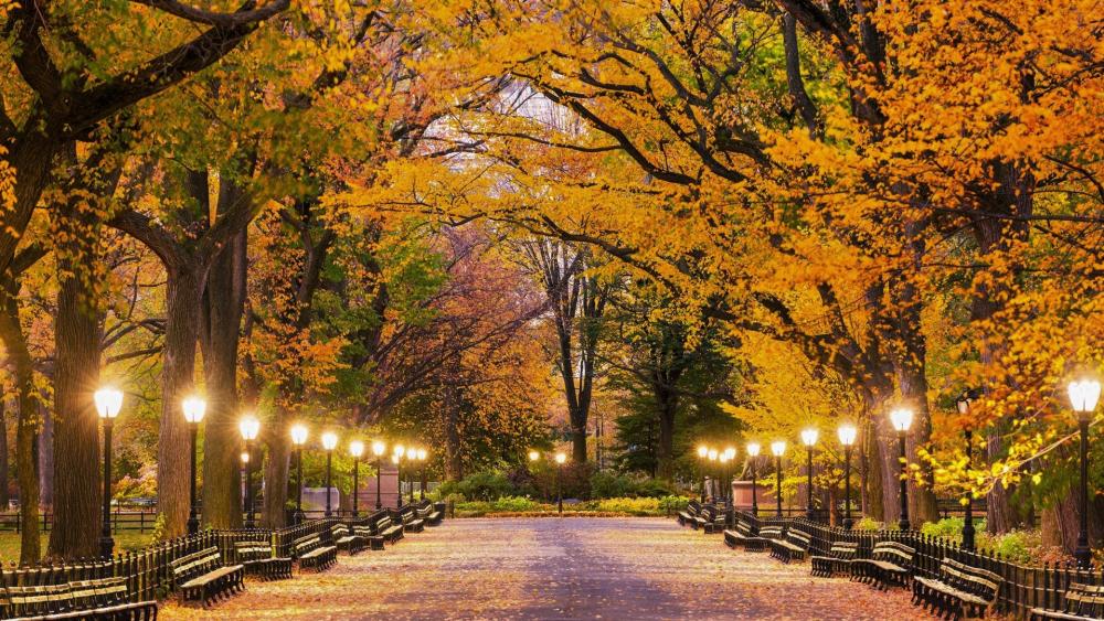 Central Park in Autumn afternoon wallpaper