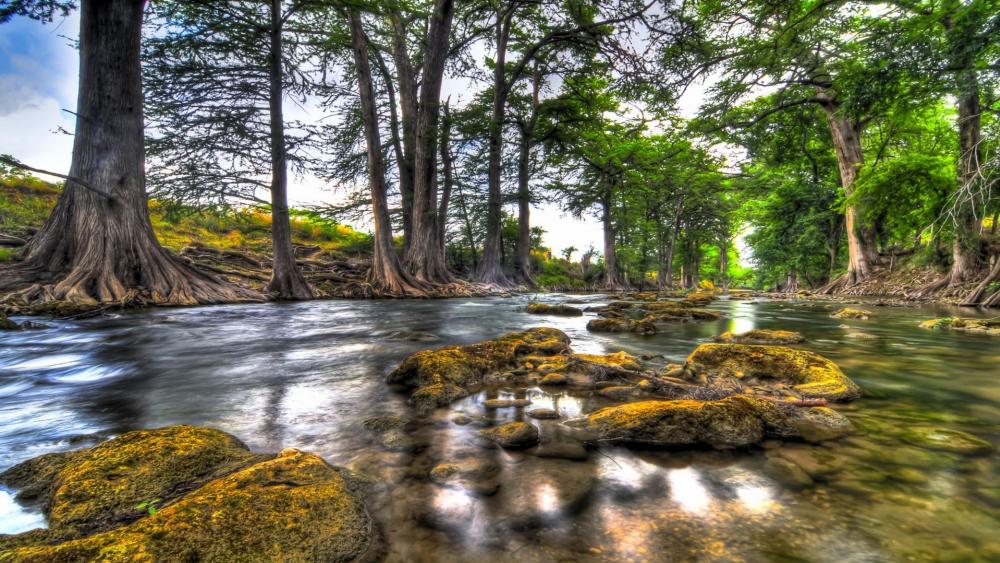 Serene Riverbed Surrounded by Majestic Trees wallpaper