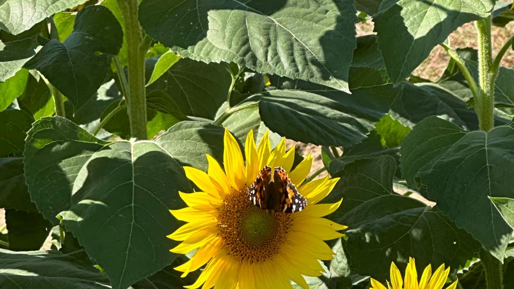 Butterfly On a Sunflower wallpaper