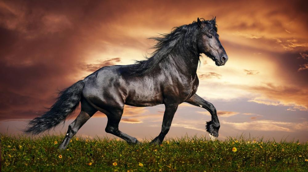 Majestic Horse Galloping at Sunset wallpaper