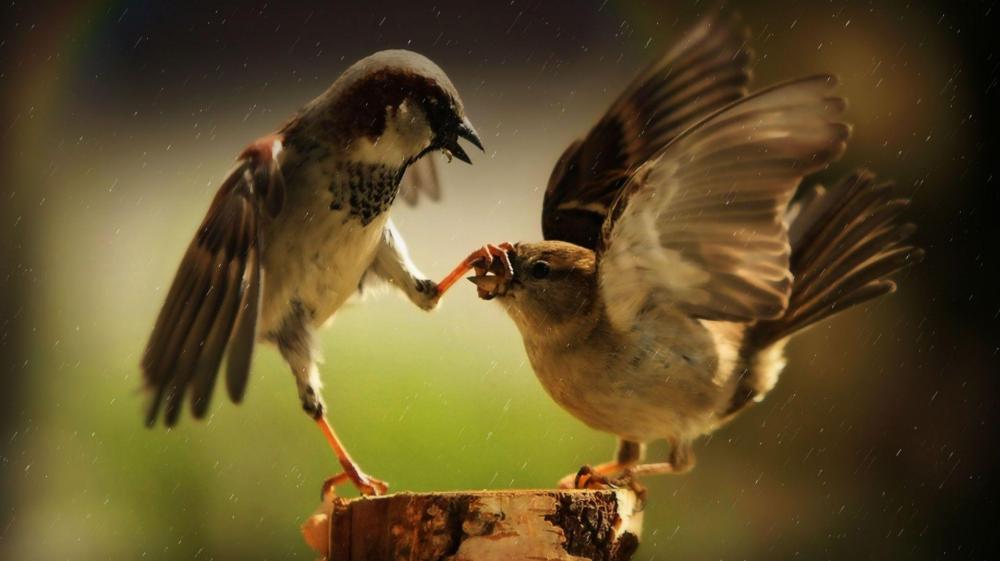 Sparrows Sharing a Tender Moment wallpaper