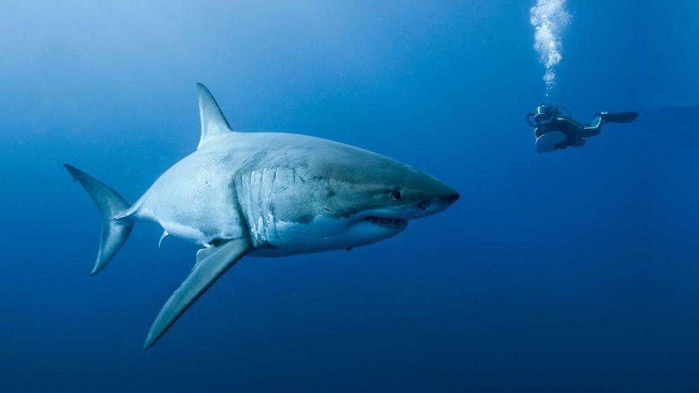Underwater Encounter with a Great White Shark wallpaper