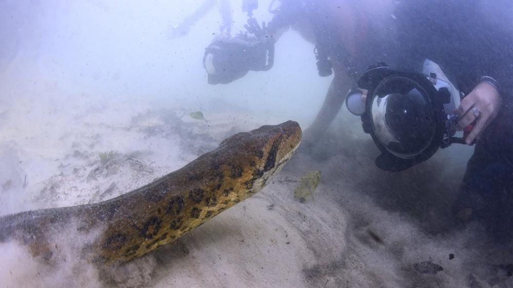 Massive Anaconda found underwater wallpaper