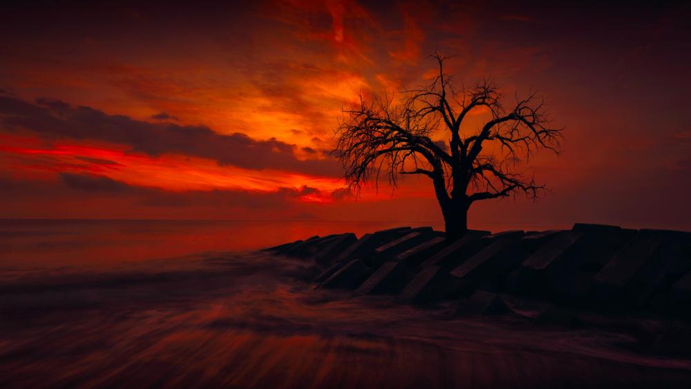Fire Sky and Lone Tree Silhouette wallpaper