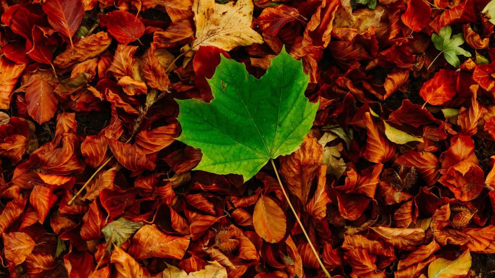 Autumn Harmony Green Amongst Russet Leaves wallpaper
