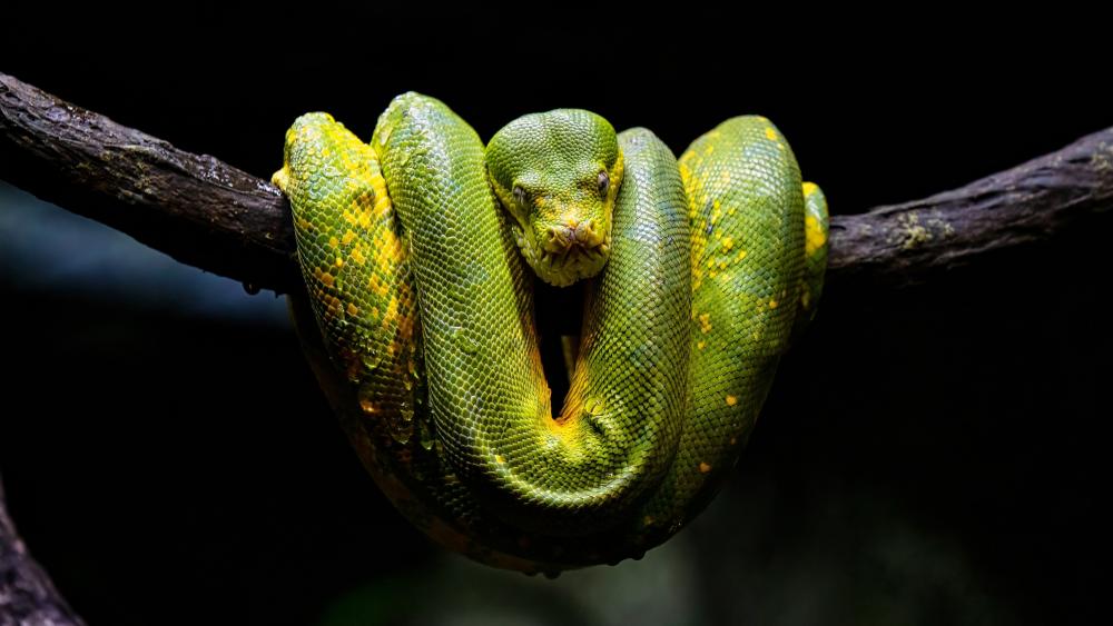 Emerald Serpent Awaiting Prey wallpaper