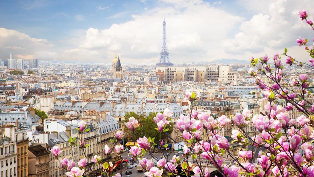 Springtime in Paris with Blooming Magnolia wallpaper