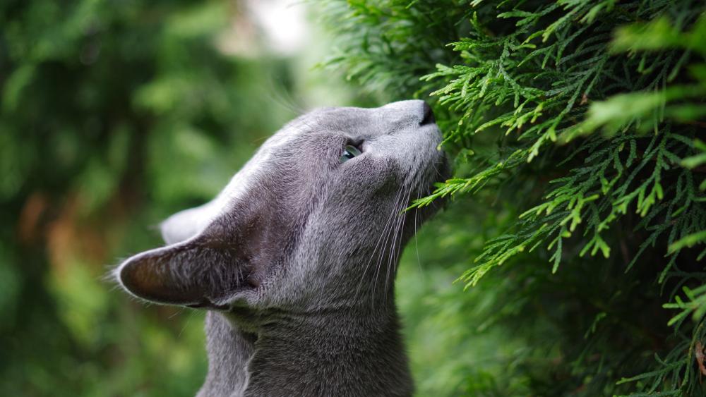 Curious Russian Blue Feline Amidst Verdant Greens wallpaper