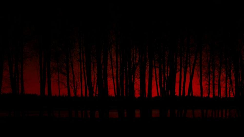 Dark red forest. wallpaper