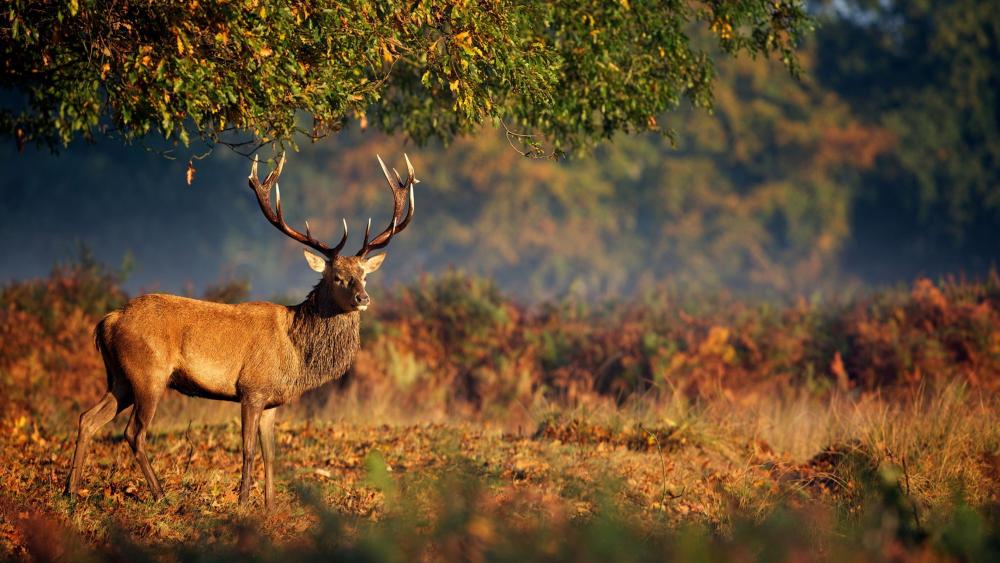 Majestic Deer in Autumn Splendor wallpaper