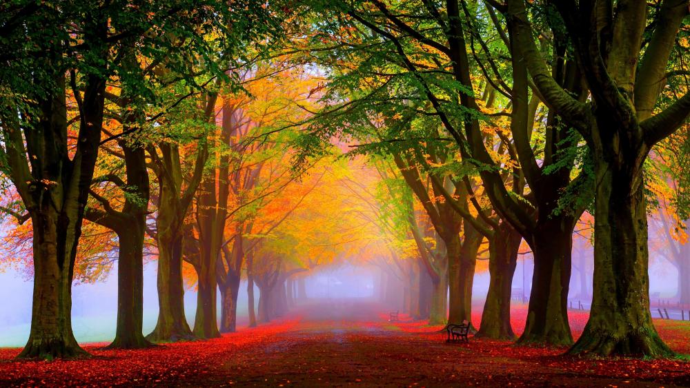 Autumn Tranquility in a Misty Park wallpaper