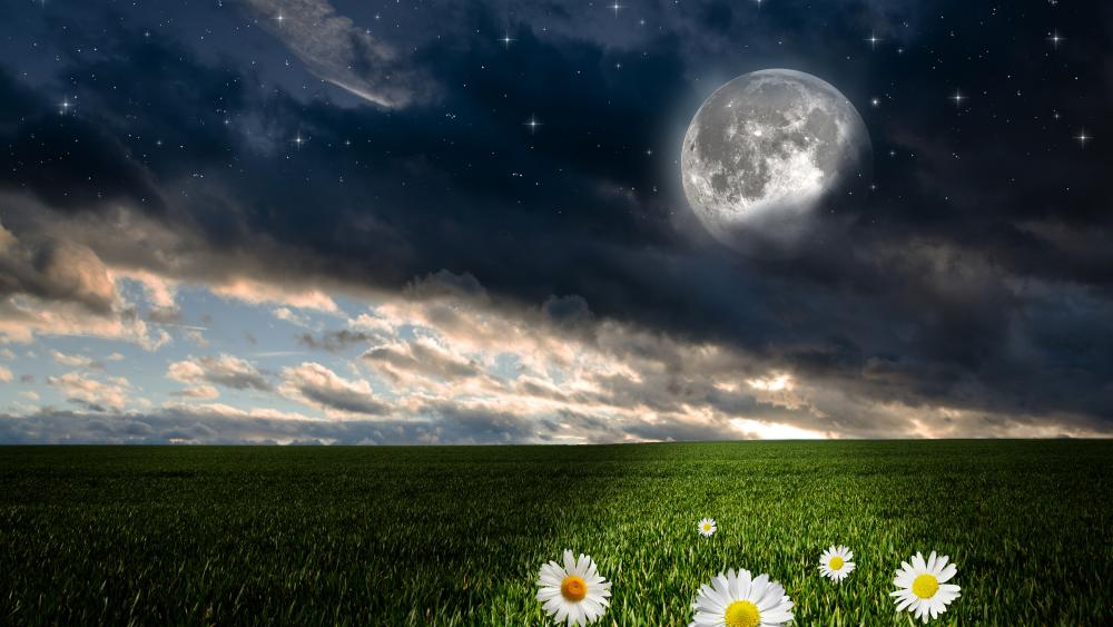 Moonlit Daisies in Starry Night Serenity wallpaper