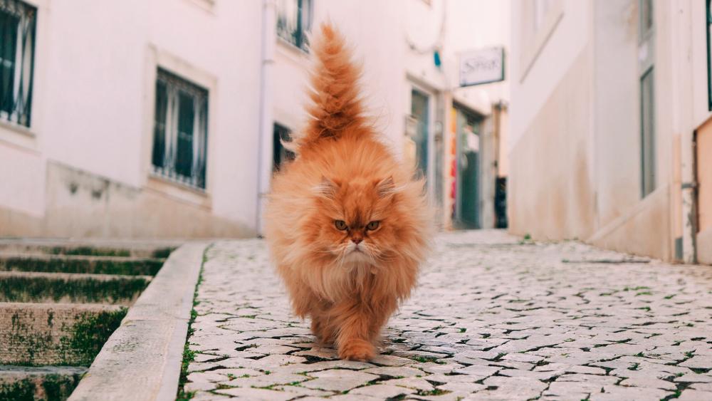 Majestic Cat Strides Down Cobblestone Path wallpaper