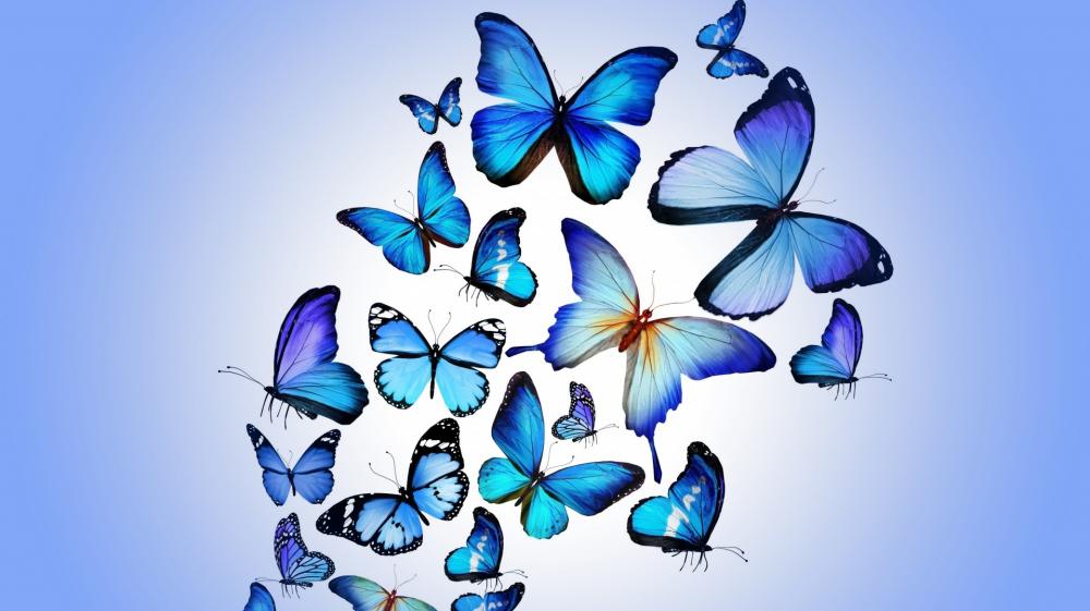 Azure Butterflies in Graceful Harmony wallpaper