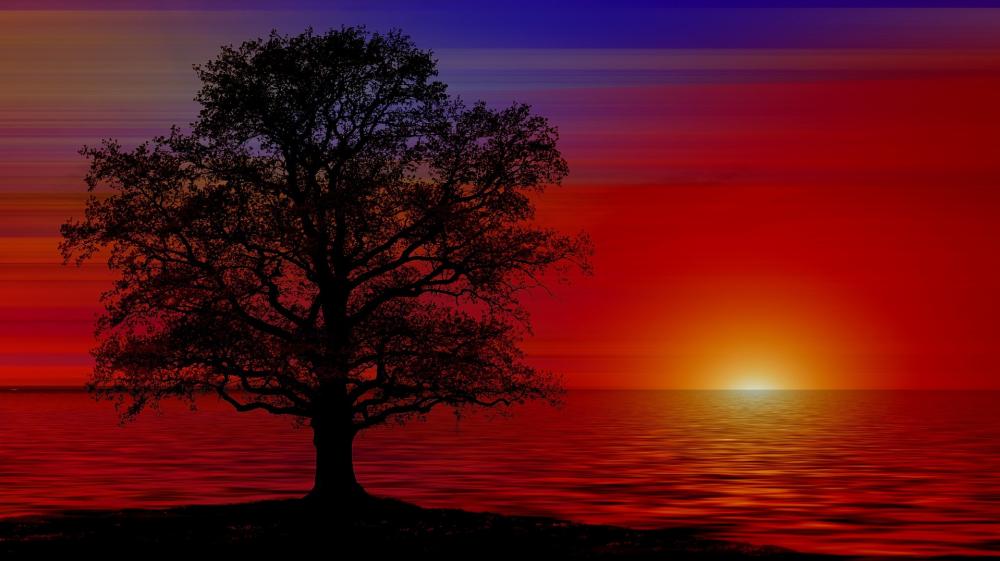 Solitary Tree Against a Vibrant Sunset wallpaper