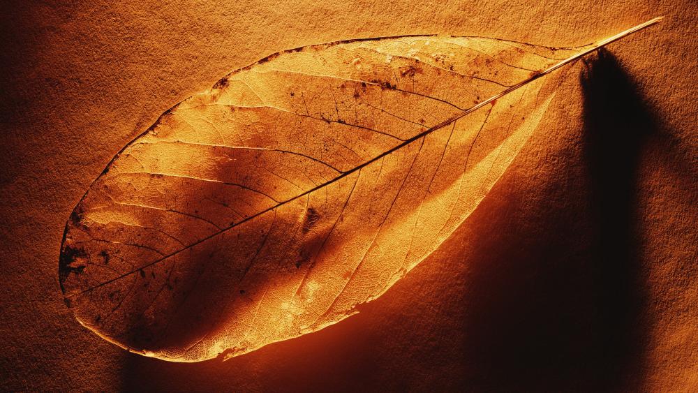 Autumnal Glow of a Single Leaf wallpaper