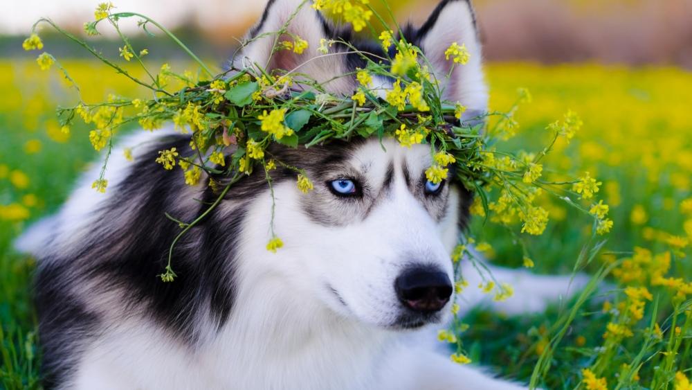 Husky Adorned in Spring Florals wallpaper