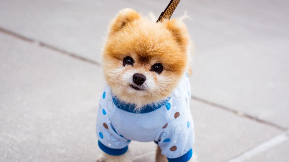 Adorable Pomeranian in Stylish Outfit wallpaper