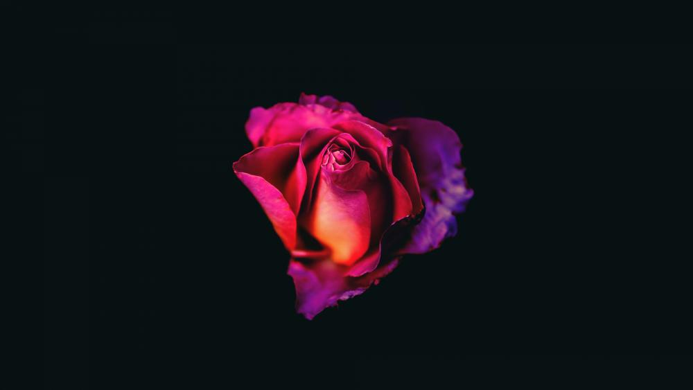 Illuminated Rose on Black Velvet wallpaper