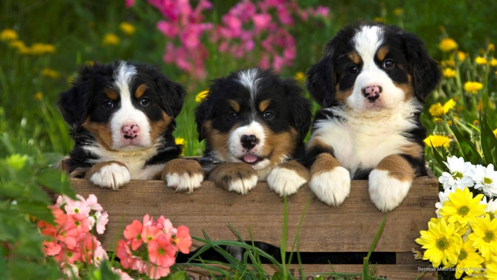 Bernese Mountain Dog Puppy Trio in a Floral Wonderland wallpaper