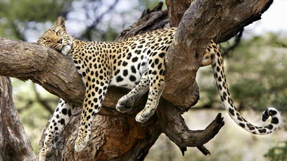 Leopard Lounging in a Tree wallpaper