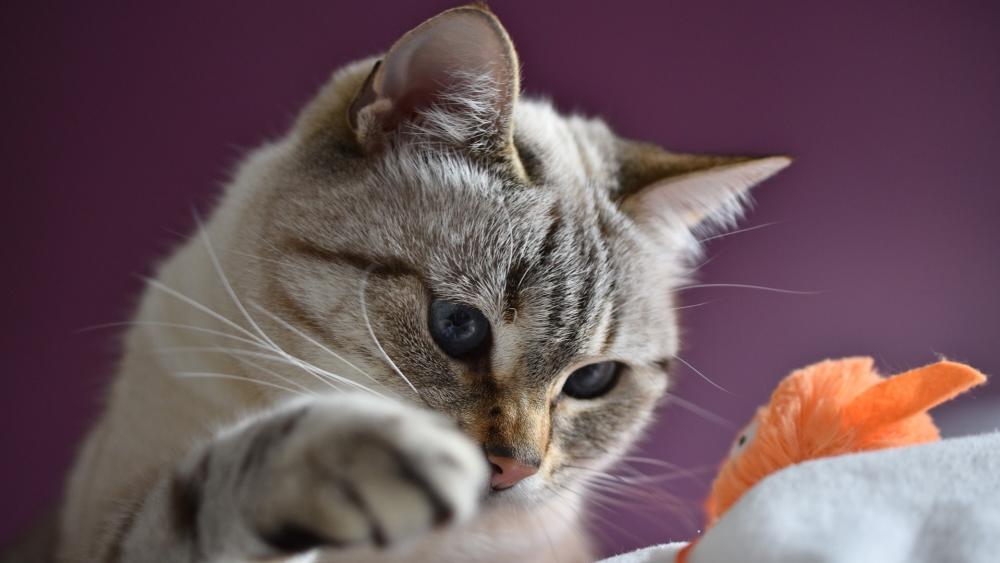 Feline Focus and Feathered Toy wallpaper