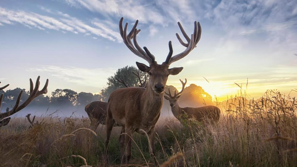 Majestic Deer at Sunrise wallpaper