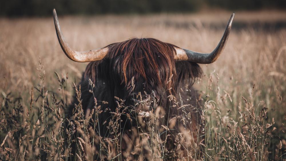 Majestic Highland Bull in Serene Field wallpaper
