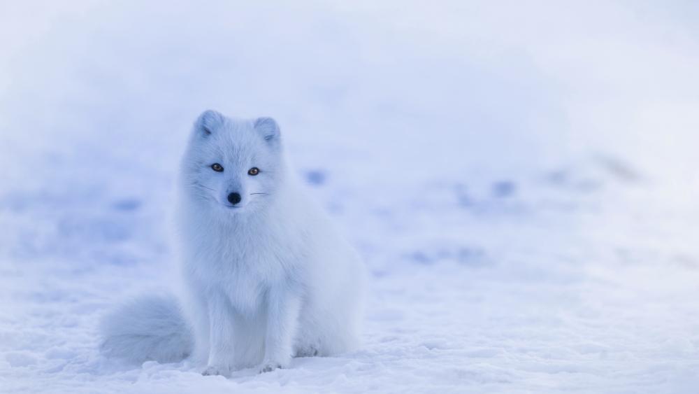 Arctic Fox in Winter Solitude wallpaper