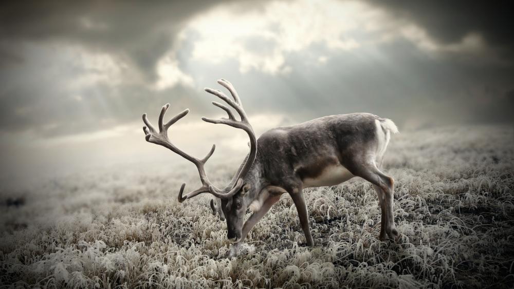 Majestic Peary caribou in Ethereal Landscape wallpaper