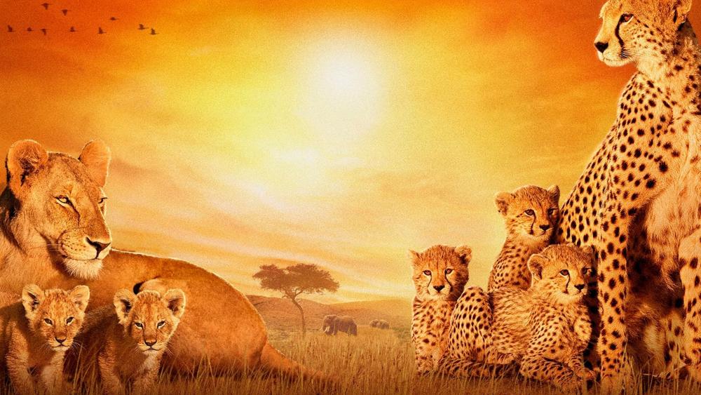 Savannah Sunset with Cheetah Family wallpaper