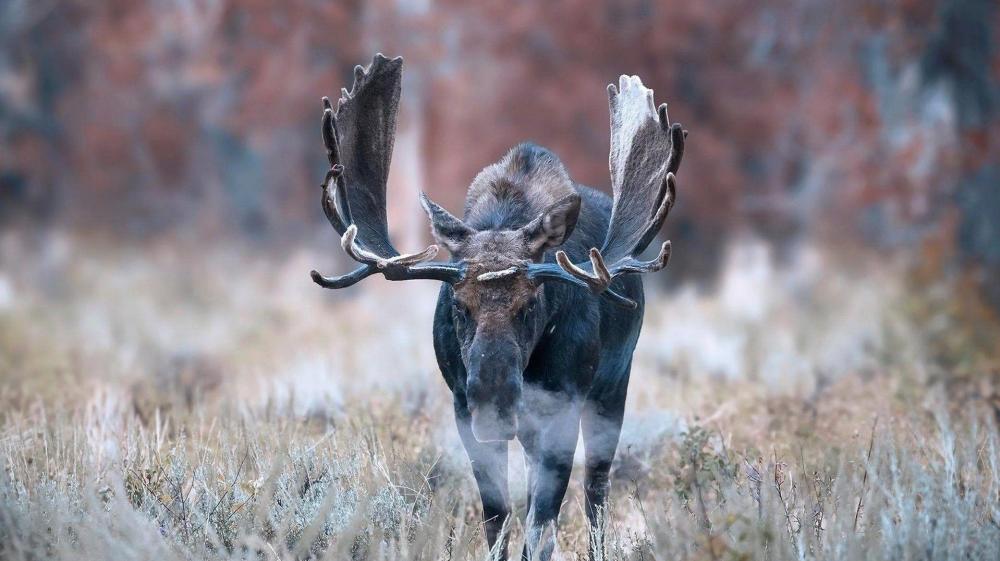 Majestic Moose in Misty Wilderness wallpaper
