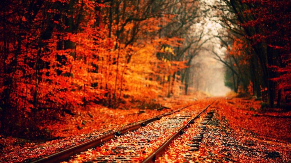 Autumnal Railway Journey wallpaper