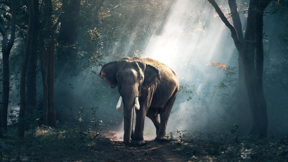 Majestic Elephant in Mystic Forest Light wallpaper