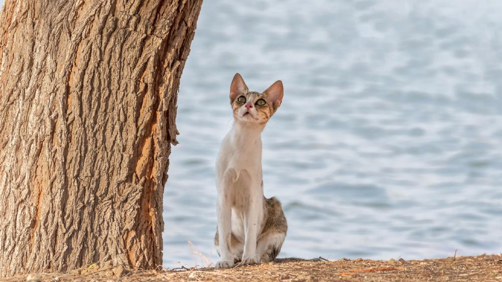 Curious Feline by the Waterfront wallpaper