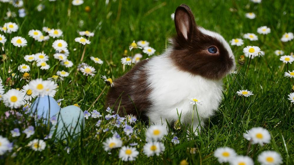 Springtime Serenity with a Cute Rabbit wallpaper