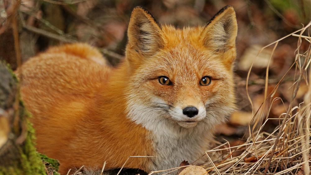 Inquisitive Fox in Autumnal Forest wallpaper