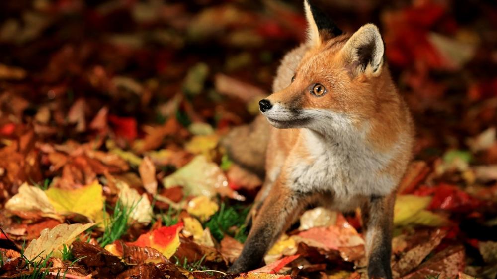 Autumnal Gaze of a Red Fox wallpaper
