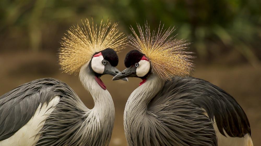 Majestic Crowned Cranes in Harmony wallpaper