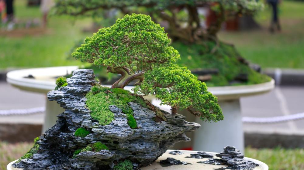 Serenity in Miniature Nature wallpaper